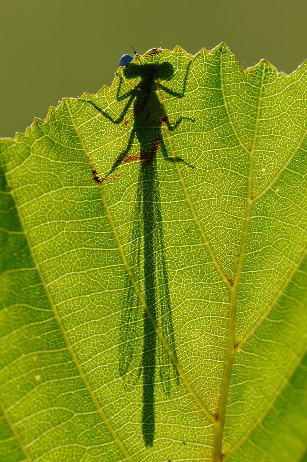 PLATYCNEMIS PENNIPES